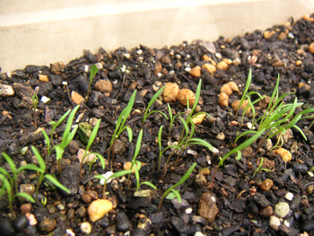 ついにニンジンの芽が出ました！FARM＆STORY にんじん畑通信