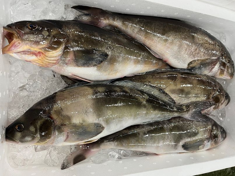 ホッケ魚類市場魚貝類図鑑