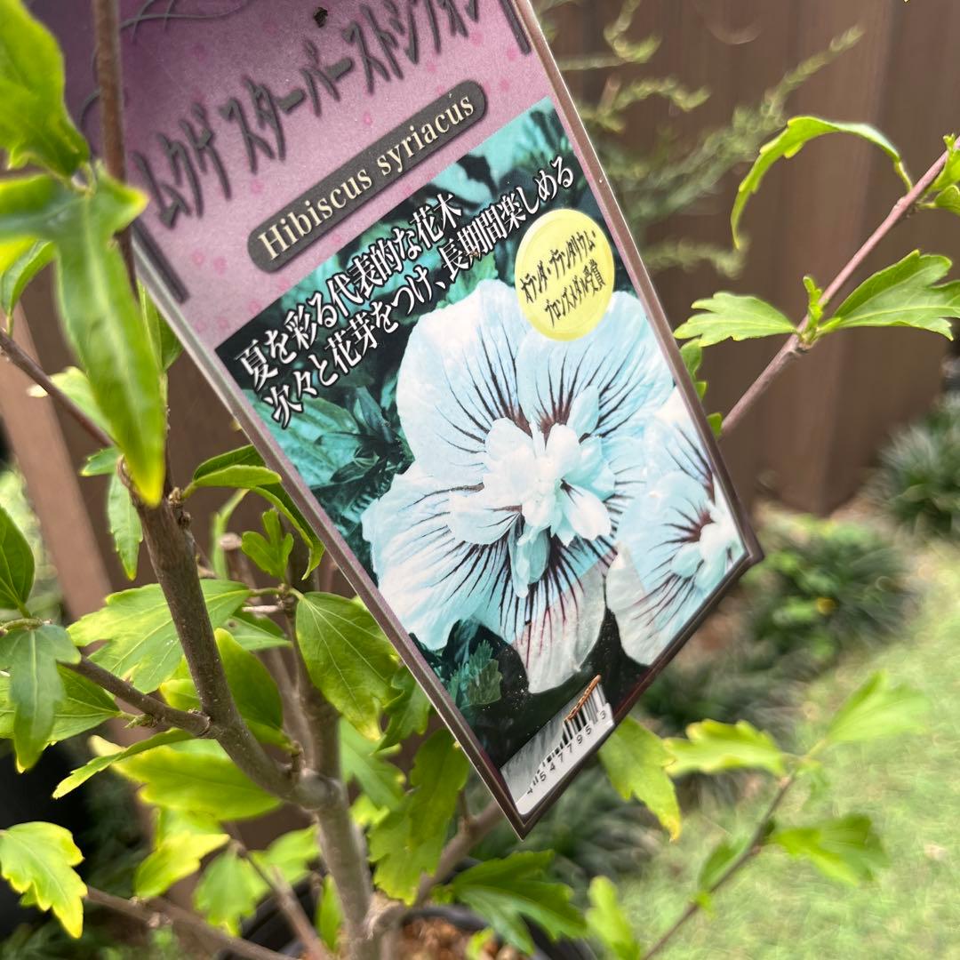 ムクゲ 槿 ：スターバーストシフォン5号ポット の通販園芸ネット