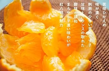 こだわり栽培 訳あり 紅八朔 約 10kg iFARM 岩城農園フルーツ 果物 くだもの 柑橘類 柑橘 べにはっさく 八朔 訳アリ ご家庭用家庭用 10キロ 熊本県 玉名市 - 熊本県玉名市ふるさとチョイス - ふるさと納税サイト