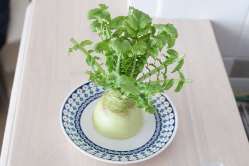 再生野菜「リボベジ」の失敗記録 ほうれん草・大根編かわさんどっとわーく