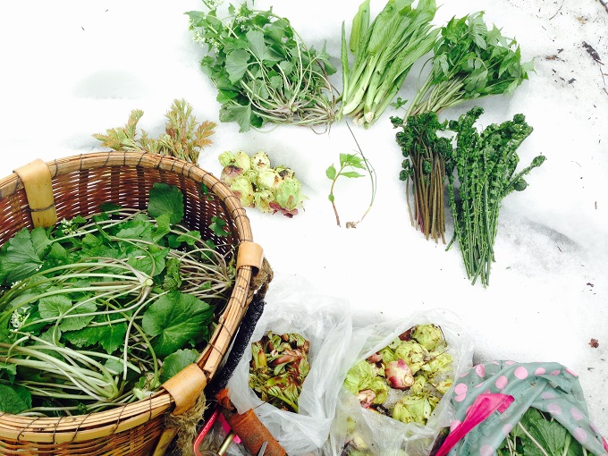 春の山菜採り！オススメ27種類の山菜図鑑！時期・採り方・料理レシピまとめ