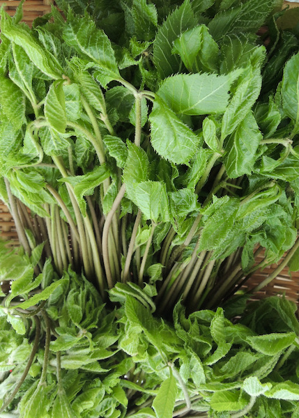 春の山菜とは？種類や下処理方法・絶品レシピをご紹介デリッシュキッチン