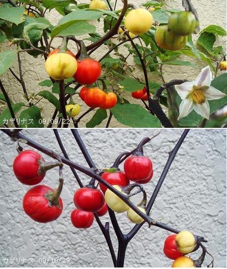 肥後赤なす 1本特 土のめぐみ