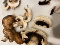 マッシュルームの内側が黒い！原因や腐ってるかどうかの見分け方は？BOTANICA