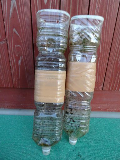 ペットボトルで大根作り！？お気に入り絵本とミニ菜園たのしいをつくる～小４＆小１わくわく兄弟