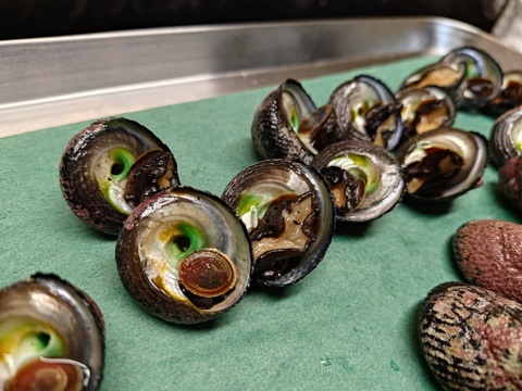 クマノコガイの塩茹で: 喰っちゃあいかんのか