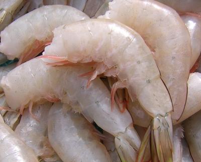 えびのゆで方 ゆで時間 上手にプリっとボイルするコツ！ ：白ごはん.com