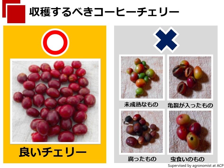 コーヒーの実からコーヒーを作ってみよう！＆実験イナゴマメでもコーヒーの味になるか試してみました