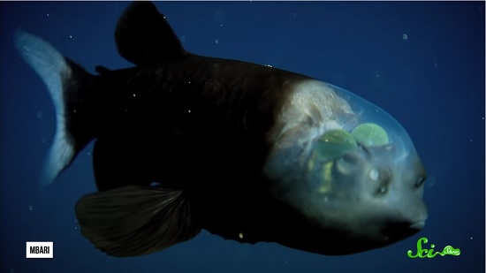 24時間 透明な色の食べ物しか食べられないチャレンジをやってみた
