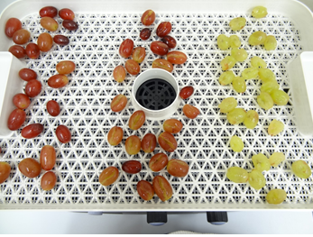 干しぶどうの作り方食品乾燥機で自家製の無添加レーズン - ラボネクト株式会社-食品乾燥機や粉砕機、加工機器の販売