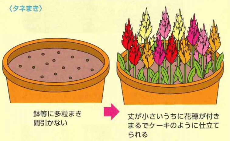 ケイトウの育て方種まきの時期や方法、種取りでの増やし方は？HORTI by GreenSnap