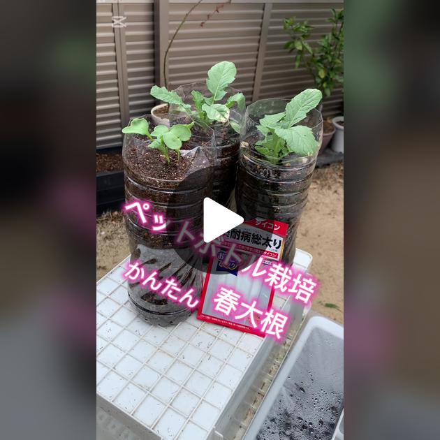 家庭菜園 ペットボトルde大根チャレンジ！～ペットボトルで大根はできるのか？ 食育