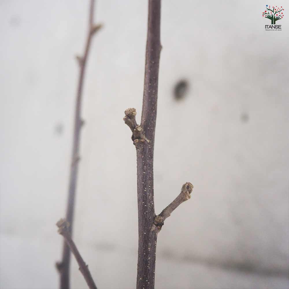 ムクゲ スターバーストシフォン - メルカリ