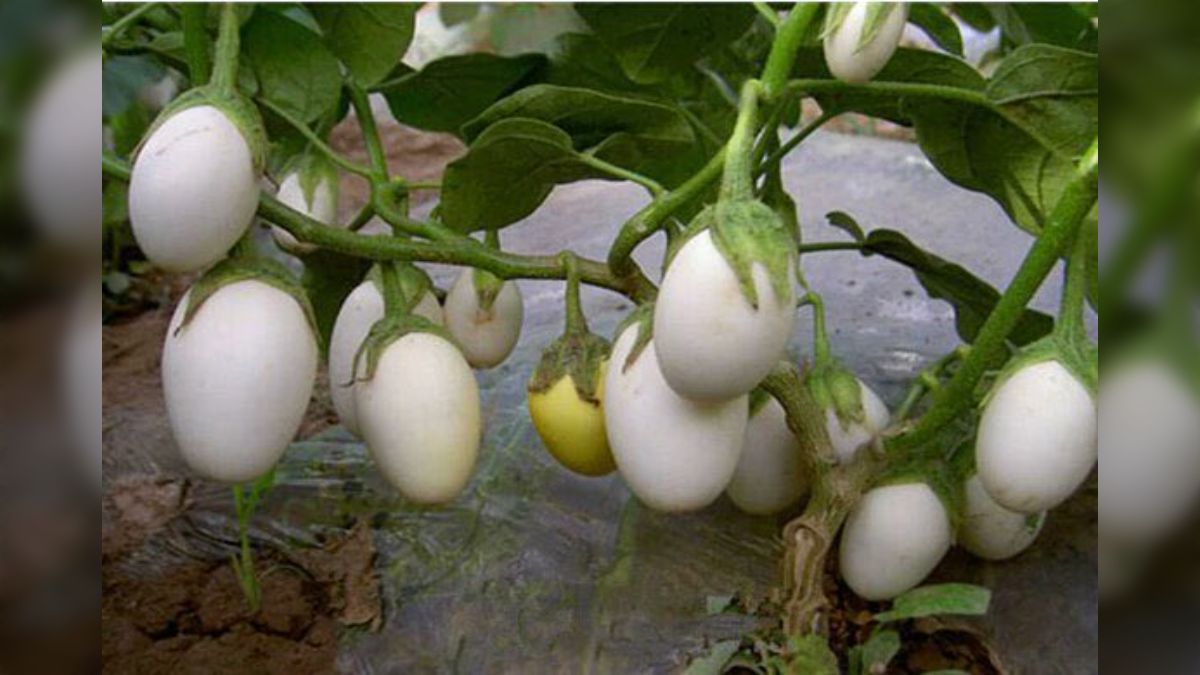 デイ TシャツTEE エッグプラント