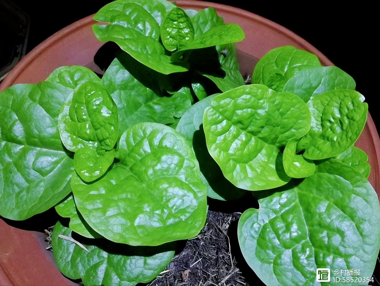 きくらげ栽培を始めたい方必見。初期費用と失敗しない３つのポイント - ニッポ