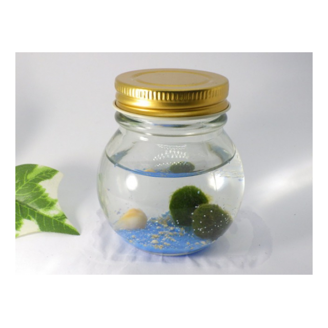 まりも」のアイデア 17 件 2025まりも, 毬藻, マリモ