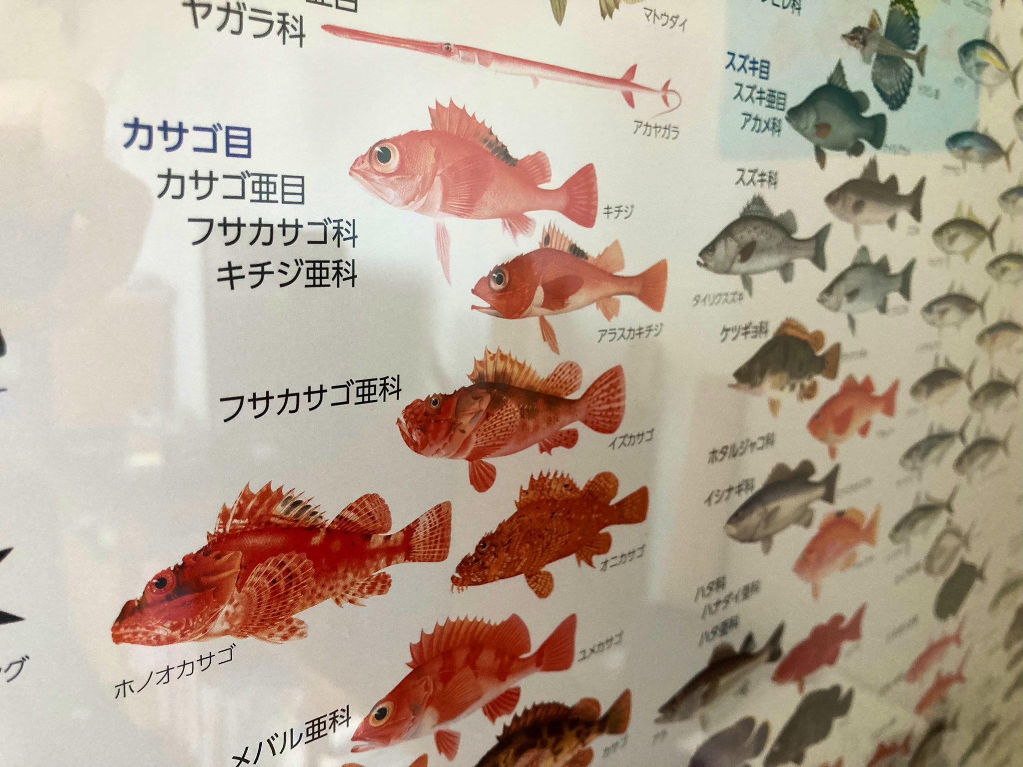 魚 寿司 お魚漢字100 A4下敷き 下じき 小学生 中学生 プレゼント ギフト - メルカリ