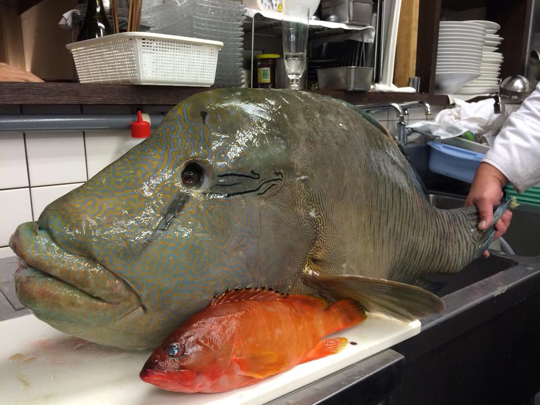 釣らなきゃ食べられない美味しい魚 引き味、食味ともに最高の「ジャンボメダイ」が最高の開幕ダッシュ中!! – ニュースつりそく 釣場速報