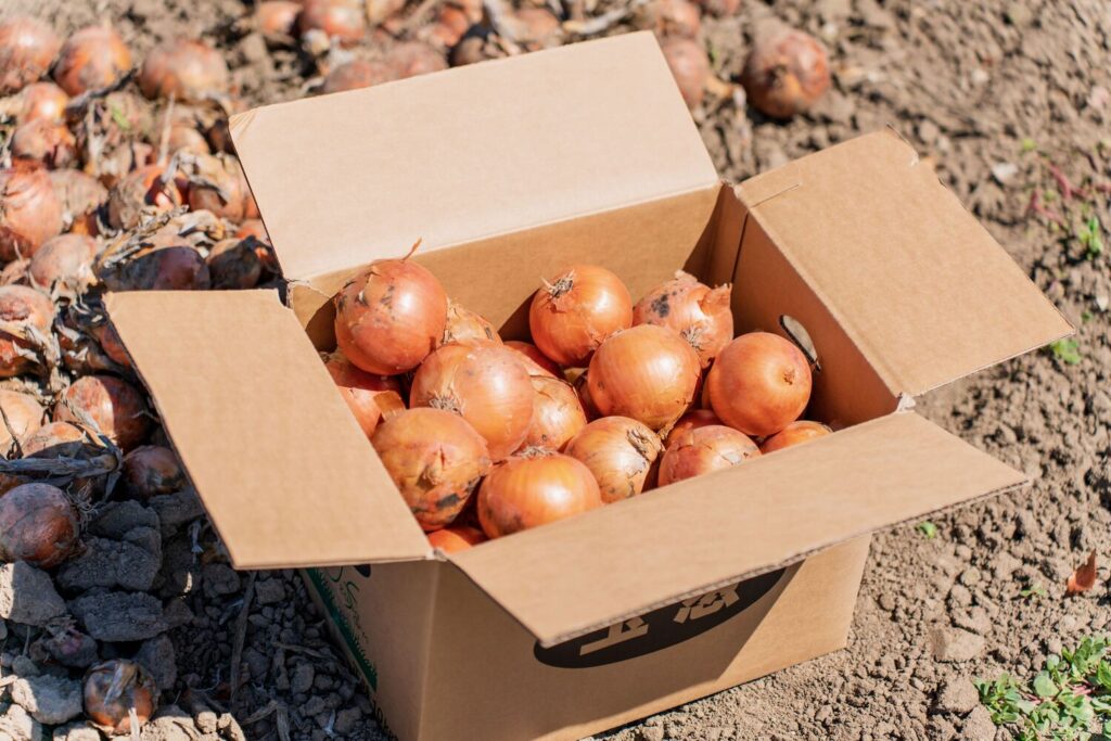 夏場、タマネギを常温保存するのはNG！賢い冷凍保存の仕方も伝授野菜ソムリエいけごまの知恵袋