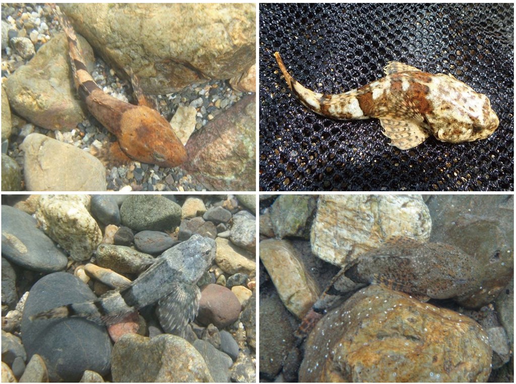 カマキリ」を食べる？ いえいえ希少な魚です、フレンチでいかが福井県 ：朝日新聞