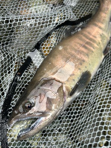 カットスロート・トラウト : 三沢で釣日記by むぅ