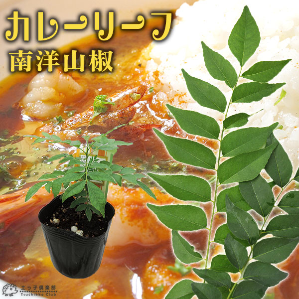 大葉月橘 オオバゲッキツ: 花の仲間調べ