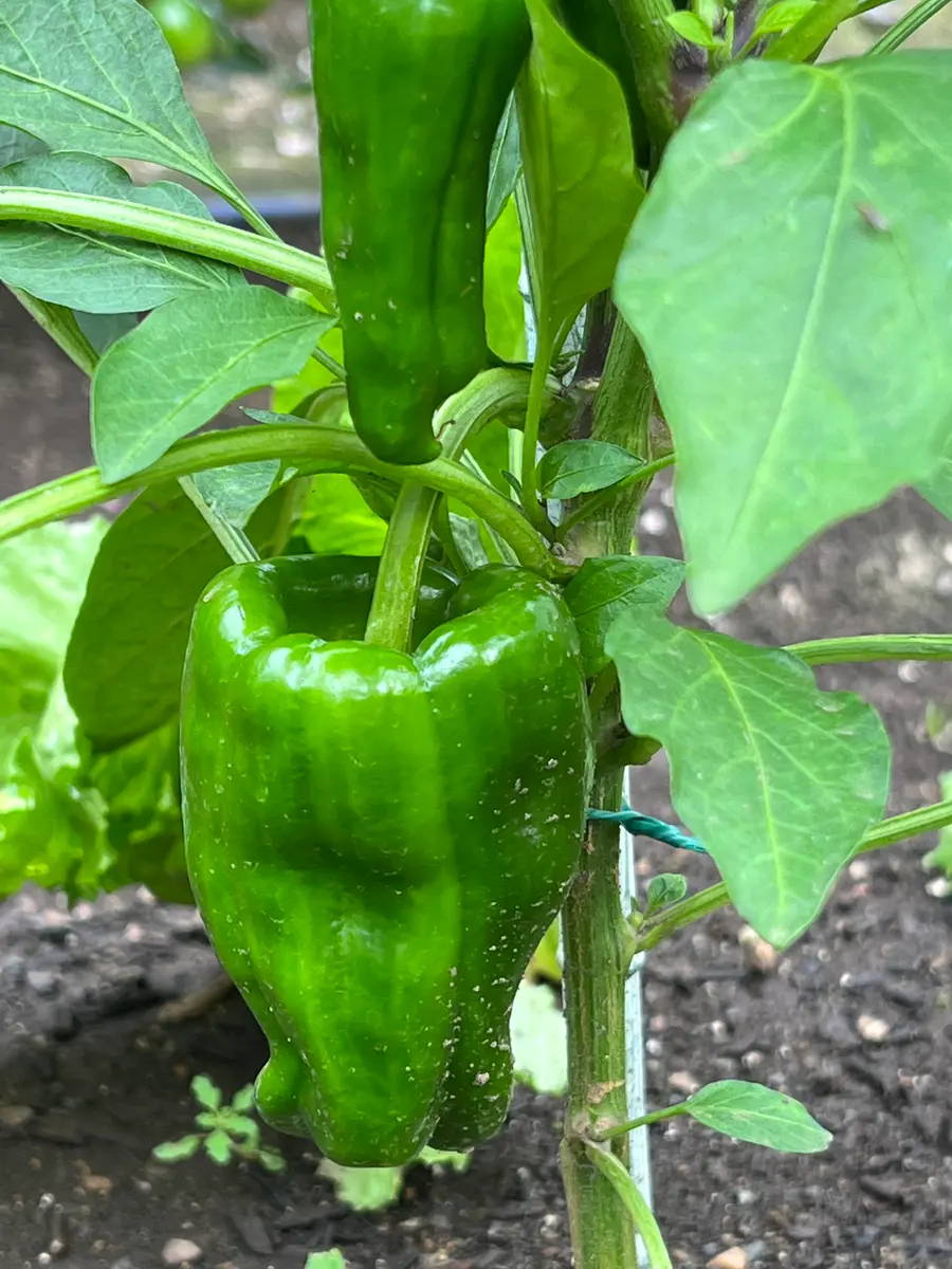 ピーマン・シシトウ・トウガラシ