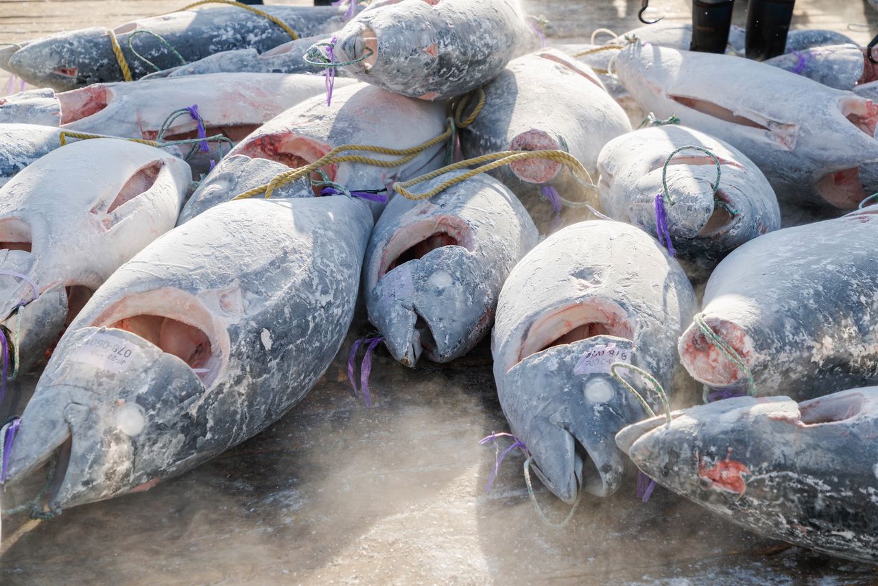 マグロの種類津曲商店 鹿児島魚市場