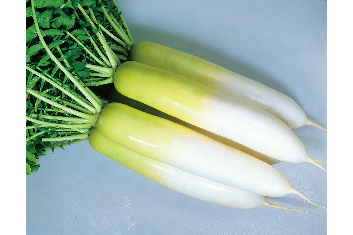 青芯大根株式会社フィールド