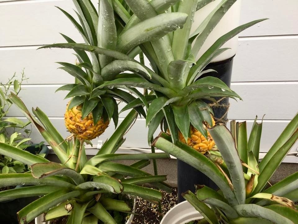 そうはならんやろ！？実のなり方が予想外!独特な見た目の植物達 ５選花を知る場所