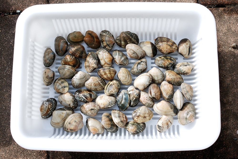 料理のプロが教える『あさりの砂抜きと時間』