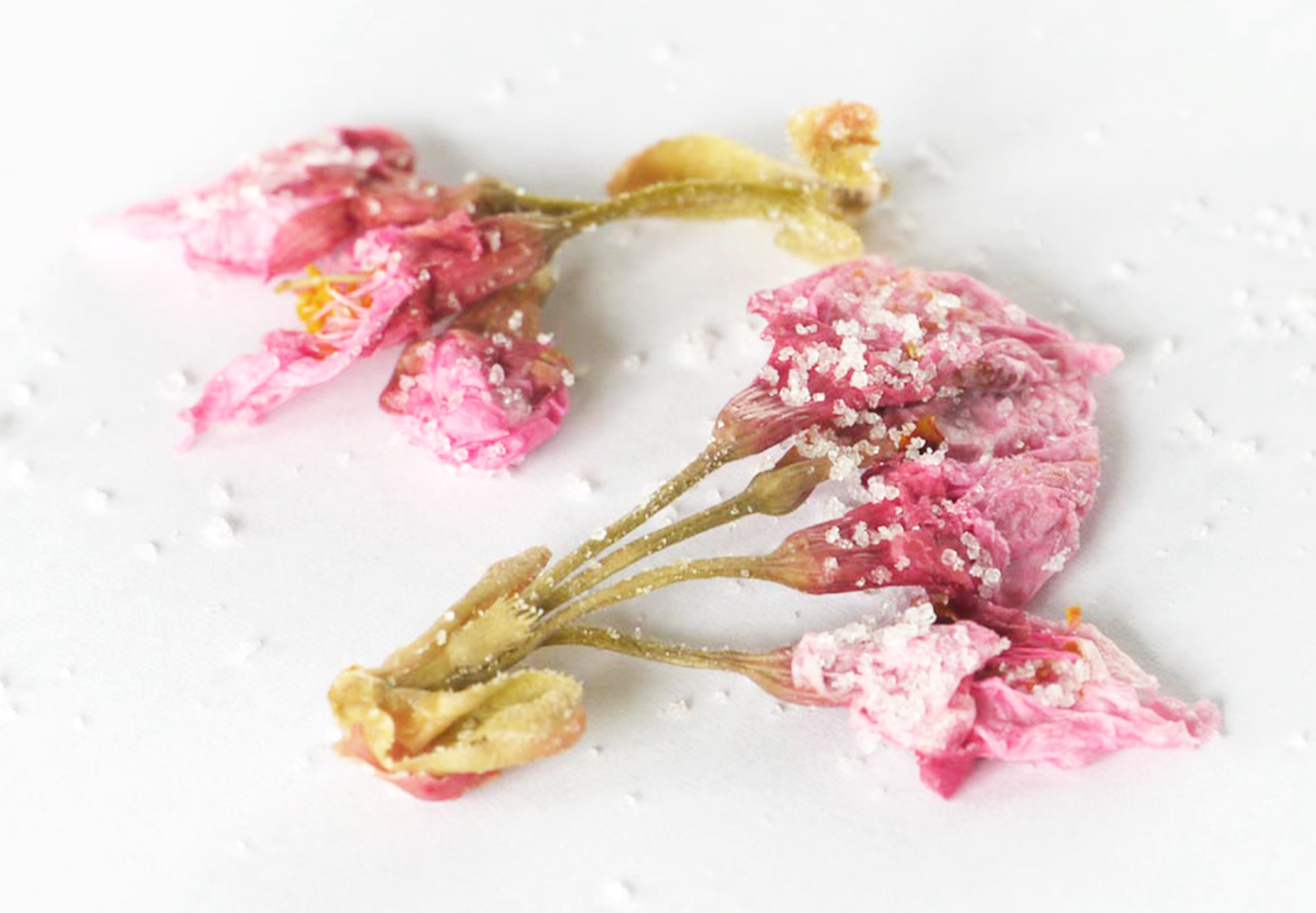 基本からアレンジまで！思わずつくりたくなる「桜の塩漬け お菓子」のレシピ集クックパッド