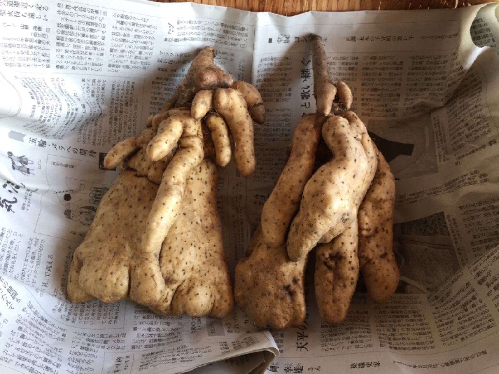 山芋 長芋や大和芋など特徴の違いや、栄養、下ごしらえ、保存カゴメ株式会社