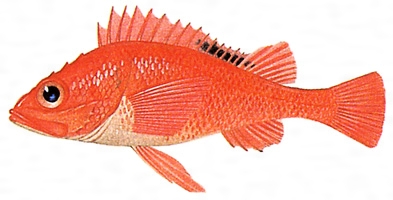 水族館魚図鑑-キチジ Sebastolobus macrochir- 動物園&水族館に行こう