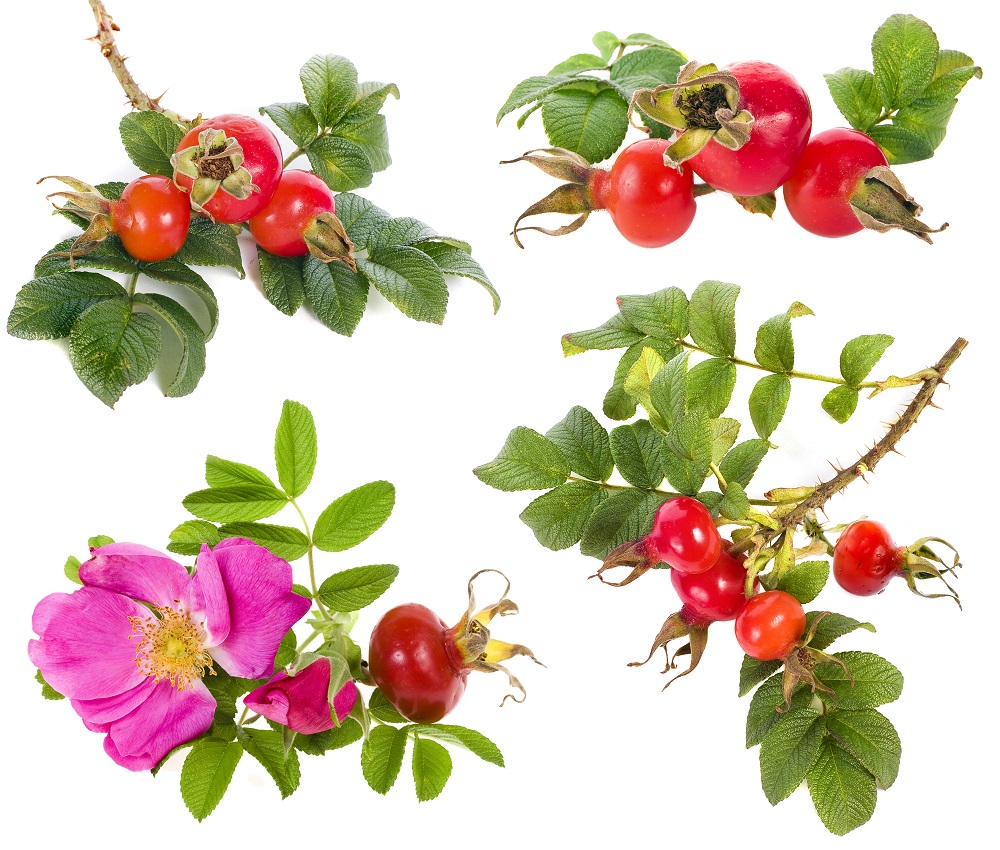 ローズヒップとは？バラの実のこと？効果や効能は？HORTI by GreenSnap