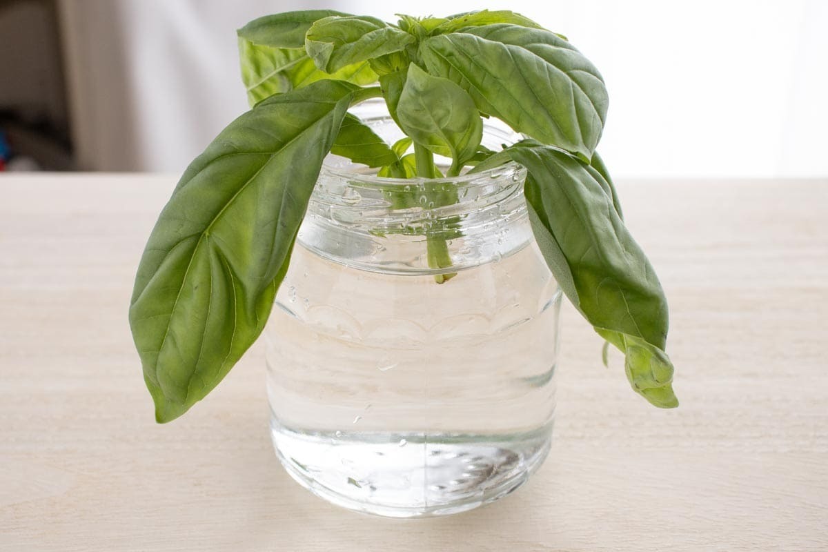 もう無駄にしない！バジルの保存方法をマスター買っても使いきれず、あまりがちなハーブ類。 保存方法にお困りの方も多いと思います。今回は、イタリアンやエスニックなど使える バジルの保存方法について、野菜ソムリエで管理栄養士の 小島香住さん@kasumiii.mm