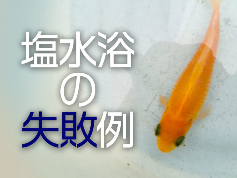 金魚すくいから帰ったら塩水浴 まずはバケツとカルキ抜きと塩の３つだけ用意！弱った金魚を元気に。ゆるっとぴたっと