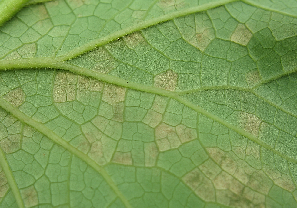 キュウリの葉っぱがおかしい時の対処法・葉っぱに目立つ黄色と白のまだら模様や白い斑点の症状22 6 6