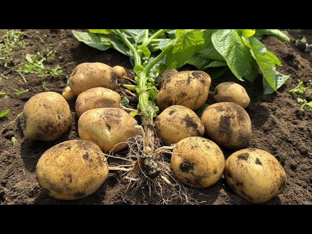 基本からアレンジまで！思わずつくりたくなる「じゃがいも 日持ち」のレシピ集クックパッド