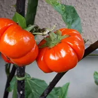 ナスの木に赤い実がなりました オジーの休憩室 - 「オジーの休憩室」