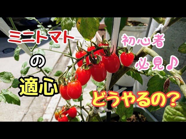 図解 家庭菜園でミニトマトを摘心する方法タイミングや切る場所は？摘心しないとどうなる農業・ガーデニング・園芸・家庭菜園マガジン AGRI PICK