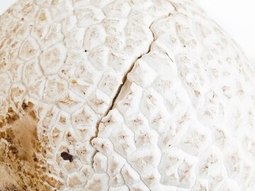 Puffball mushroom - Etsy 日本