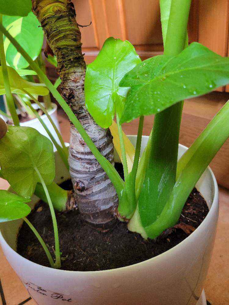 芋は芋でもクワズイモLiuK