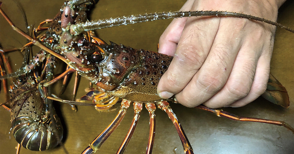 伊勢海老のさばき方ふるさとチョイス - ふるさと納税サイト