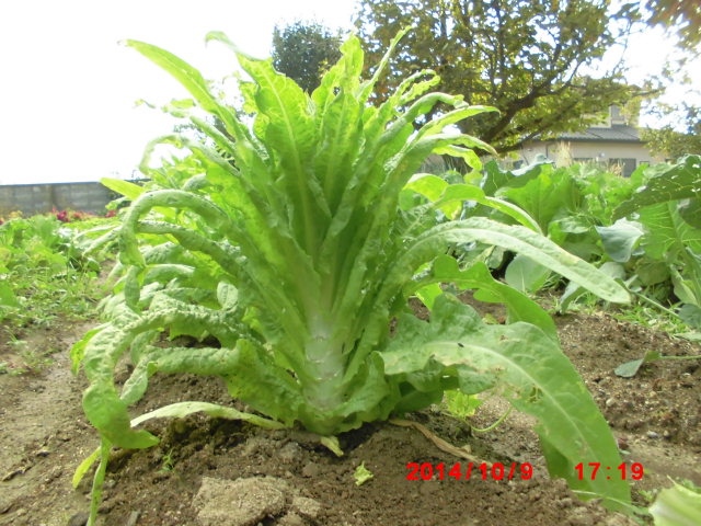 中国の高級野菜「チシャトウ」とは？西条名水ブランドつれづれ日誌