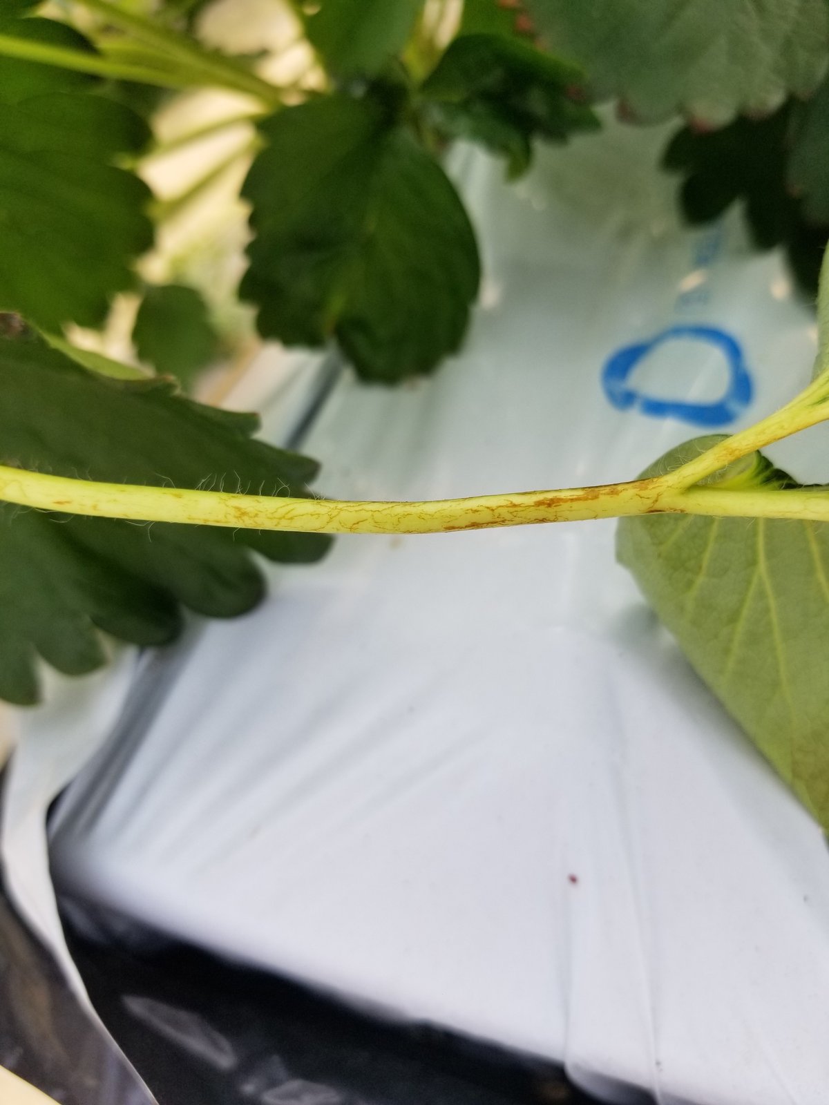 いちごの葉に斑点ができました。去年からイチゴを育てていますが、親株にも、- Yahoo!知恵袋