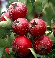 熱々で美味しい中華料理とワインのマリアージュ！中華料理とワインの合わせ方MELLOW メロウ ワイン生活向上マガジン