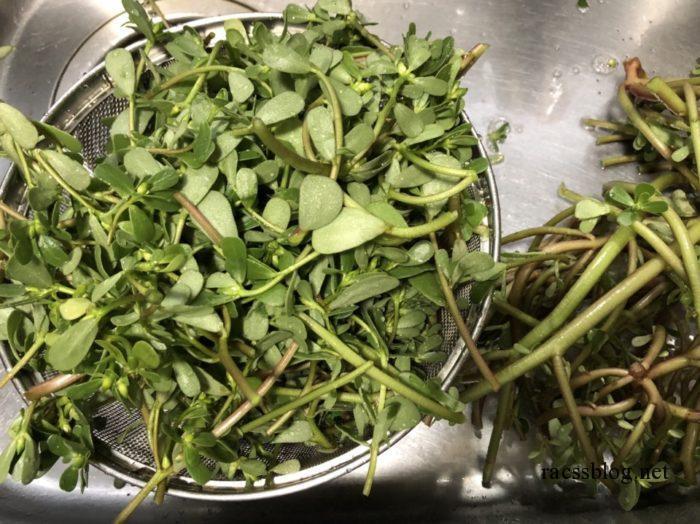 おいしい雑草料理 レシピと薬効メモ小崎順子 本通販Amazon