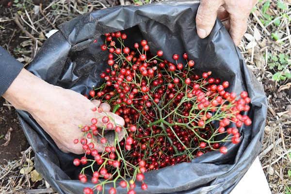 赤い実」はビタミンCの宝庫。ローズヒップのある生活始めませんか？キナリノ
